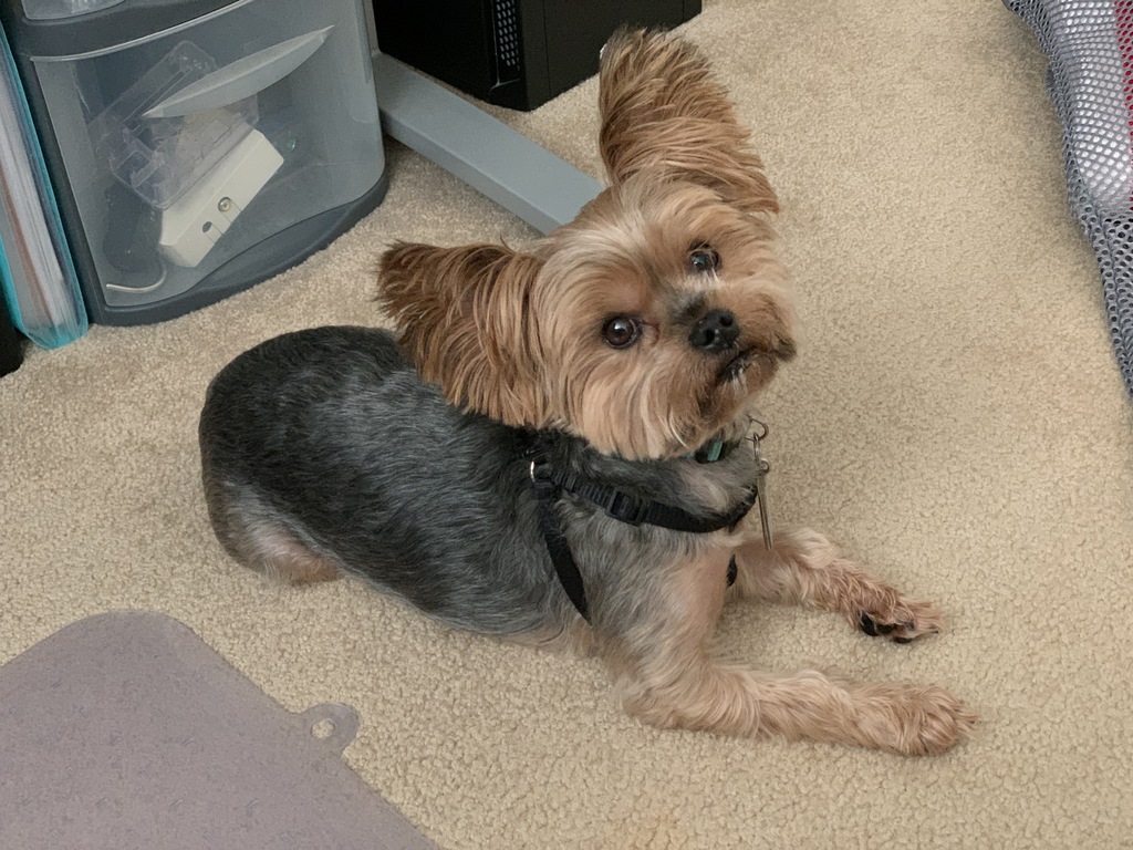 Henry Kamichoff: images/05852706-61D9-4B9C-BB75-7EA684EF8740.jpg