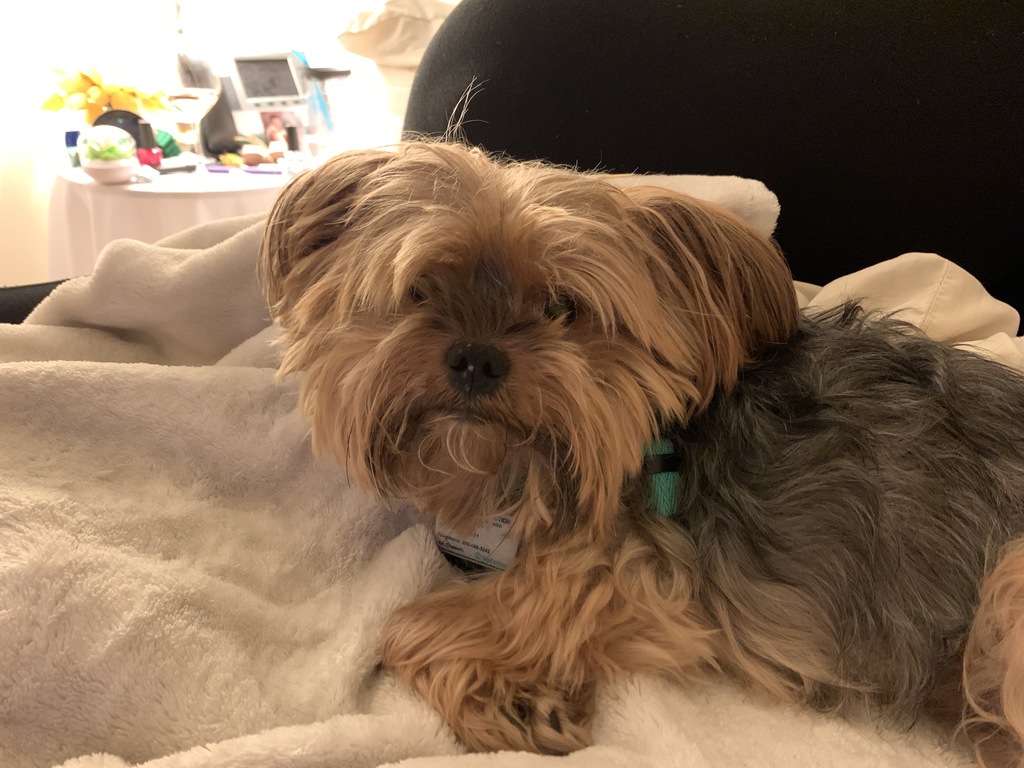 Henry Kamichoff: images/0E3A8917-8BC6-49DF-B409-66009A7E4312.jpg