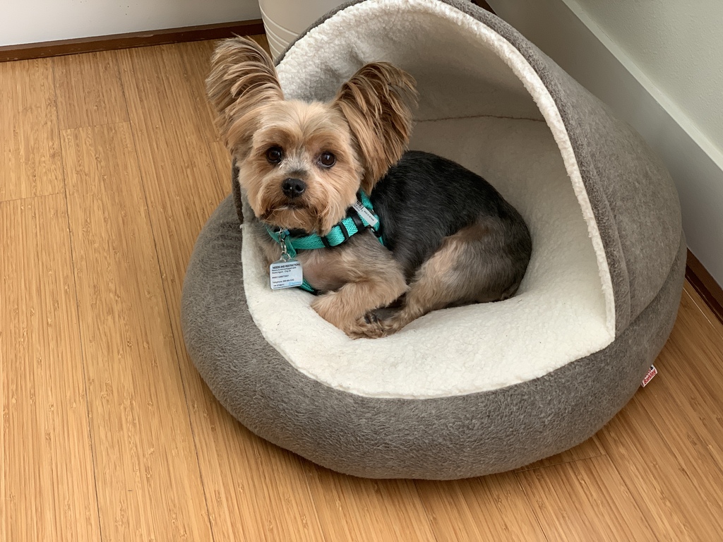 Henry Kamichoff: images/A797A168-5F5E-49B1-A516-62C5BF9A4DF3.jpg