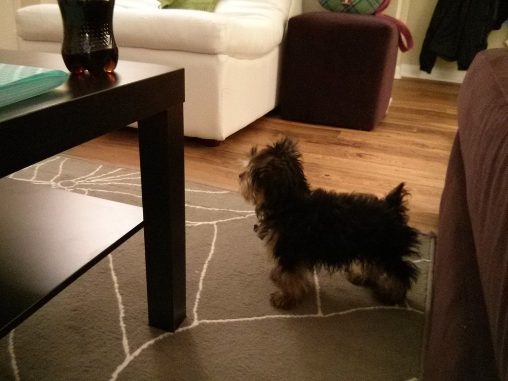 Henry Kamichoff: images/CameraZOOM-20130824202939335.jpg