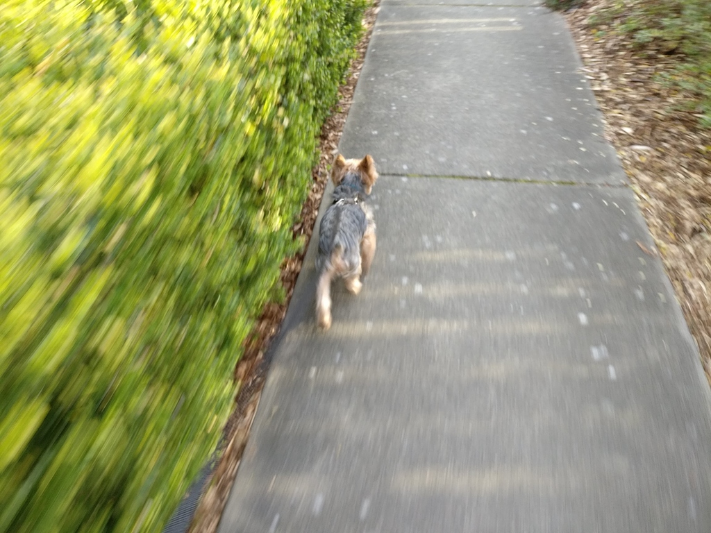 Henry Kamichoff: images/CameraZOOM-20180324182348678.jpg