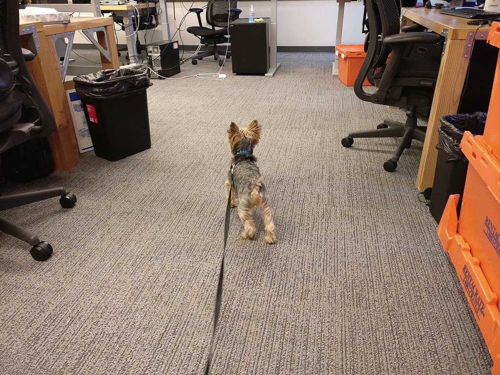 Henry Kamichoff: images/CameraZOOM-20180327080642893.jpg