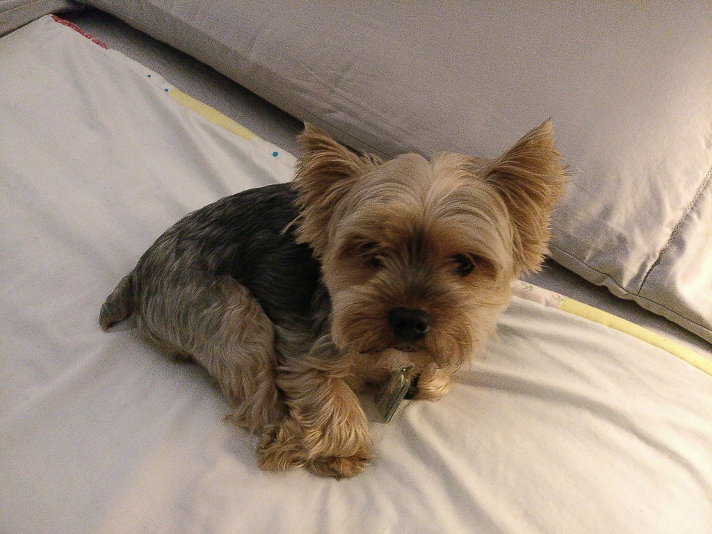 Henry Kamichoff: images/CameraZOOM-20180328234752328.jpg