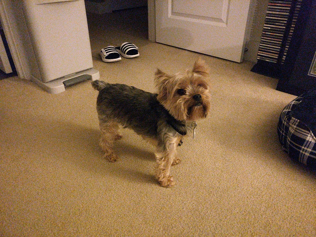 Henry Kamichoff: images/CameraZOOM-20180404202419841.jpg