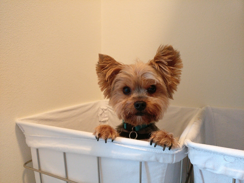 Henry Kamichoff: images/CameraZOOM-20180421190315752.jpg