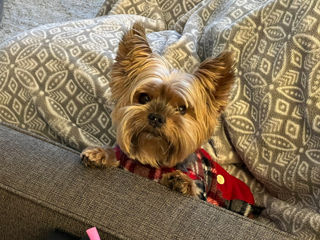 Henry Kamichoff: images/IMG_1493.jpg