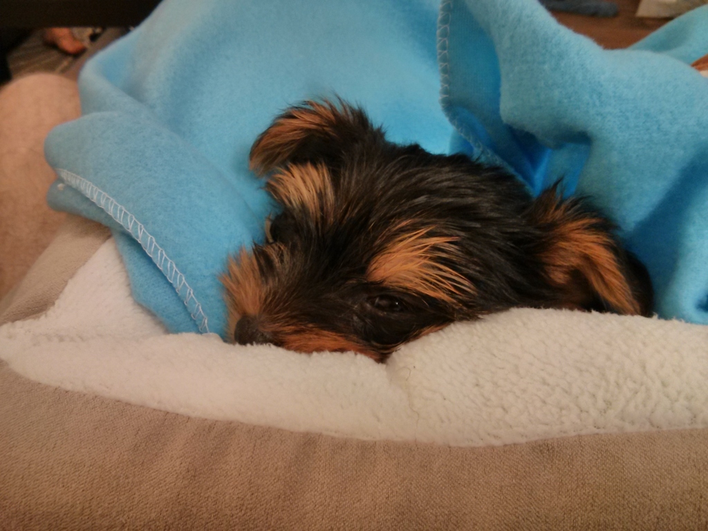 Henry Kamichoff: images/IMG_20130629_202633.jpg