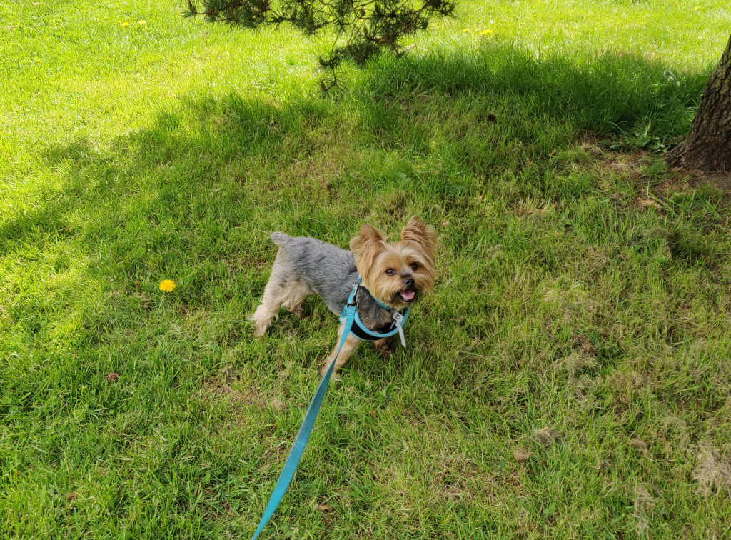 Henry Kamichoff: images/IMG_20210428_123057.jpg