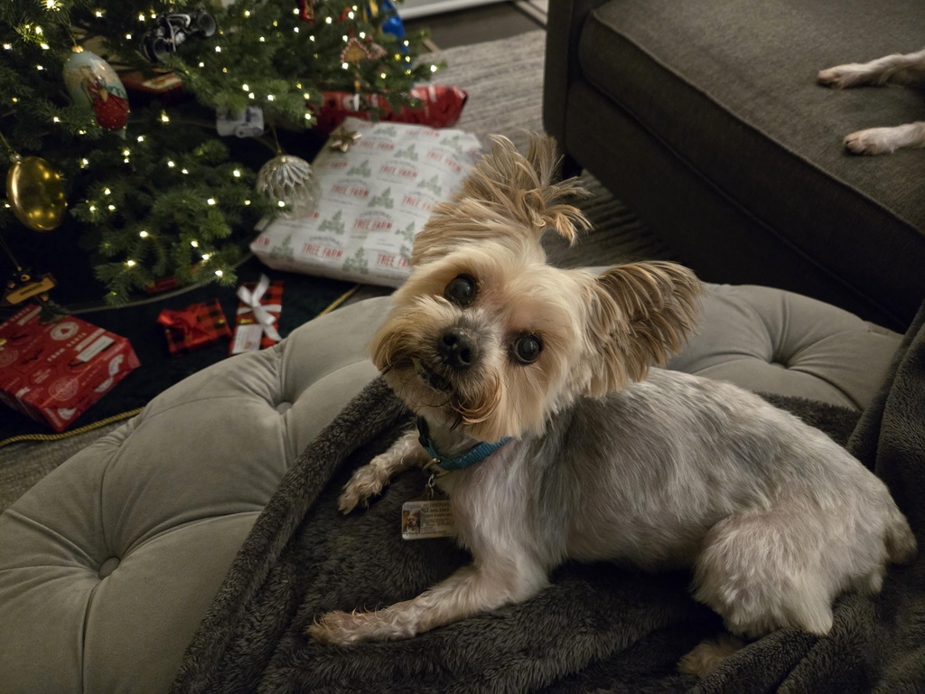 Henry Kamichoff: images/df089jsdfsn.jpg