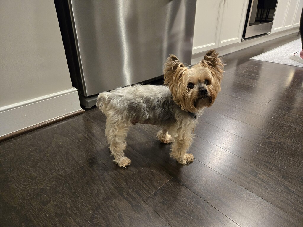 Henry Kamichoff: images/hen8d79ysf8hiu.jpg