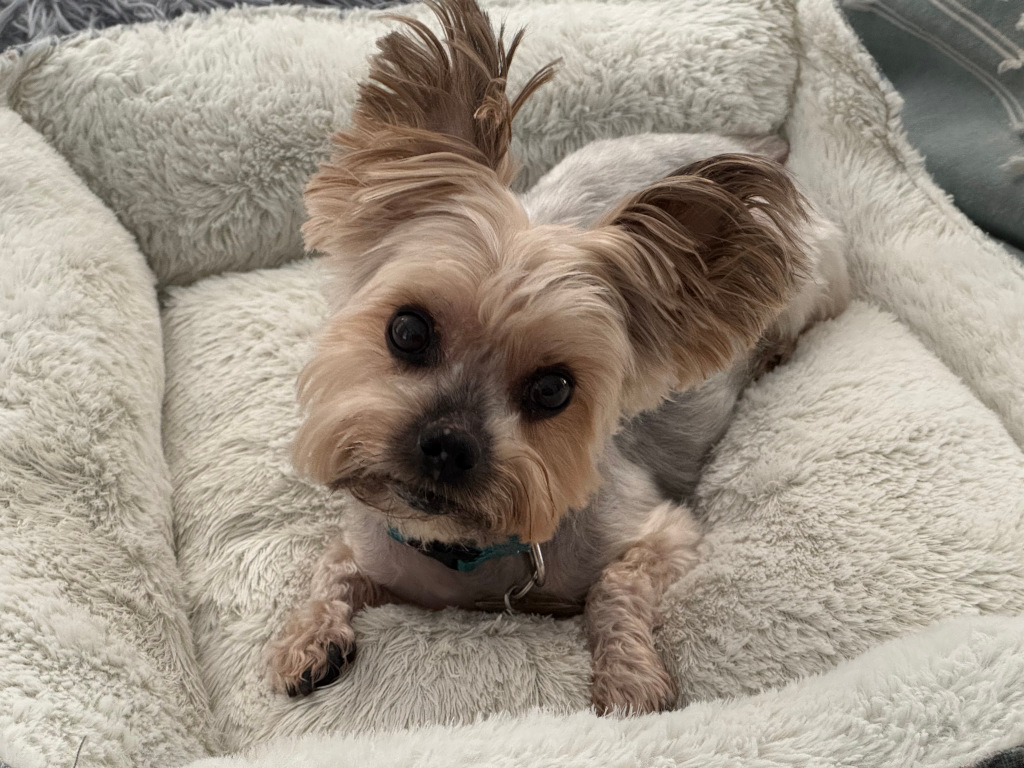 Henry Kamichoff: images/hendf978hj.jpg