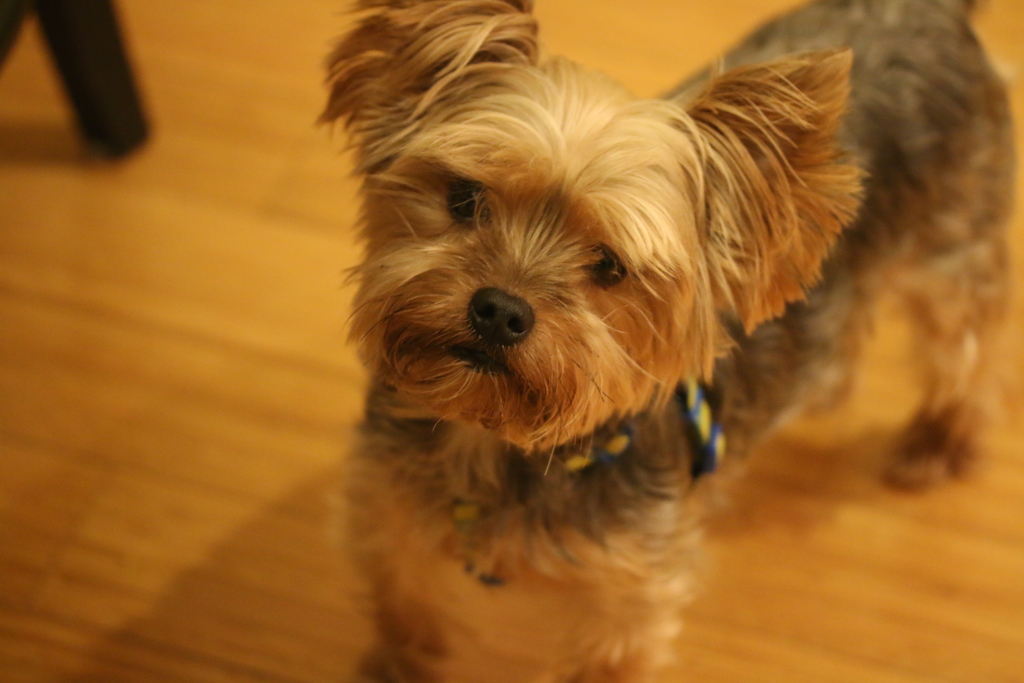 Henry Kamichoff: images/henry-2.jpg