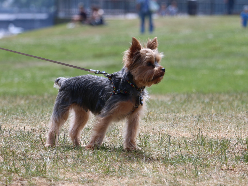 Henry Kamichoff: images/henry-7.jpg