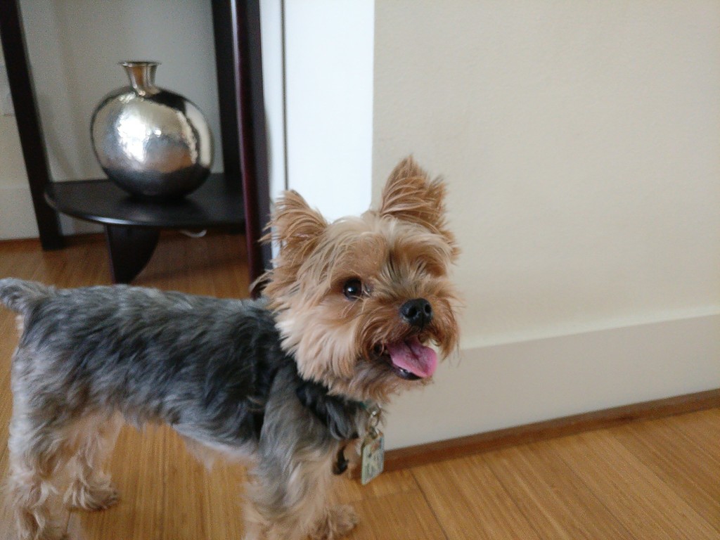 Henry Kamichoff: images/henry-b.jpg