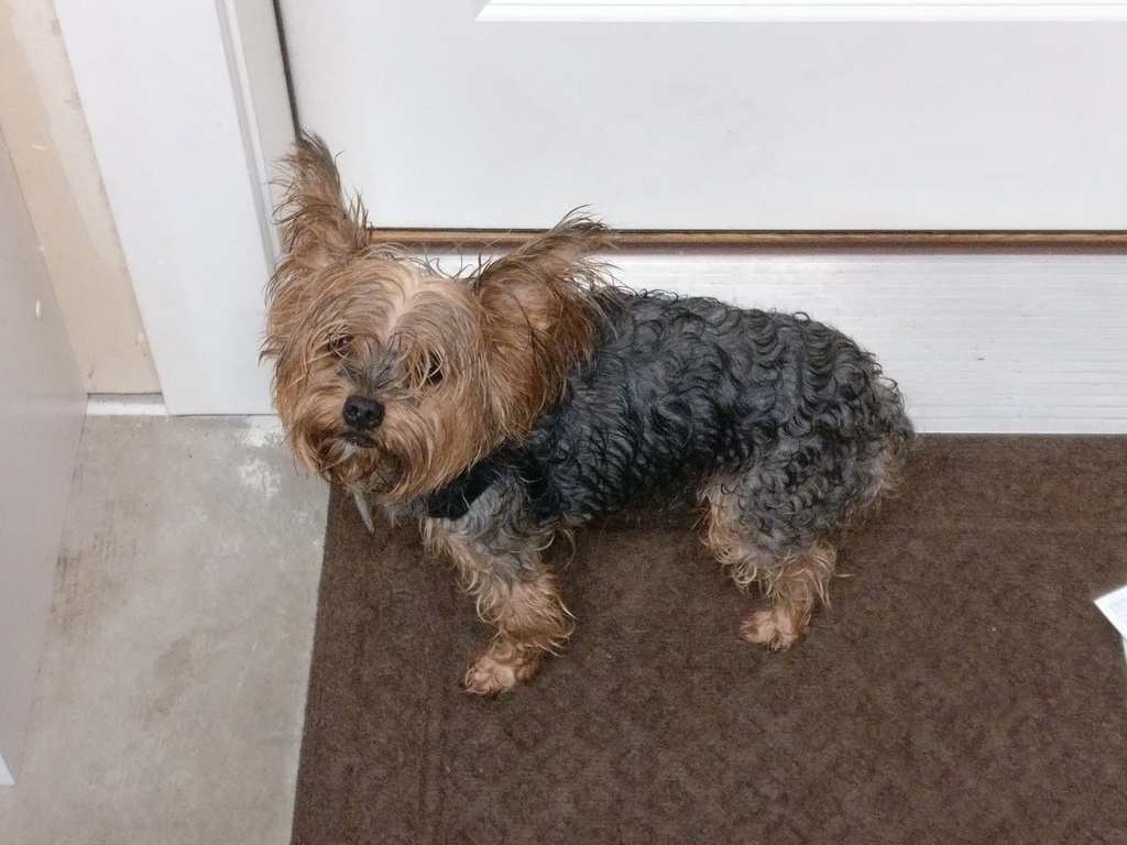 Henry Kamichoff: images/henry_wet_01.jpg