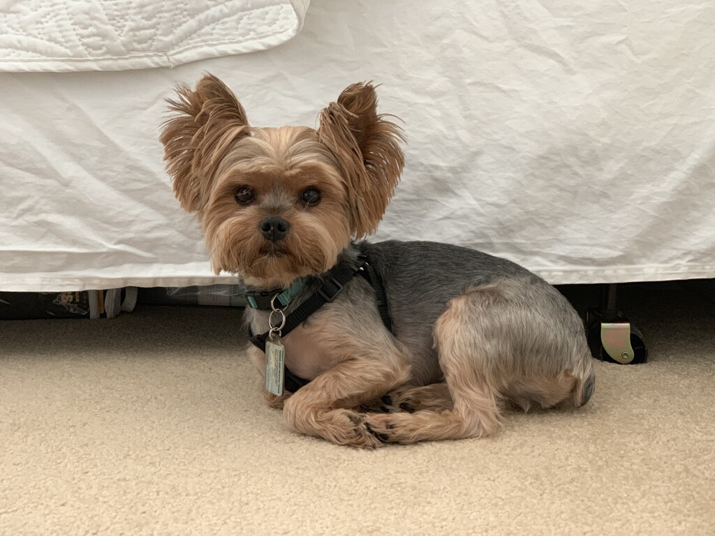 Henry Kamichoff: images/henryguest2.jpg