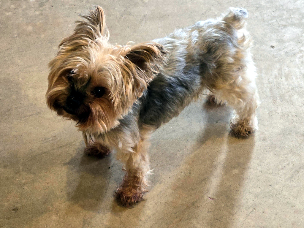 Henry Kamichoff: images/uu839472jn.jpg