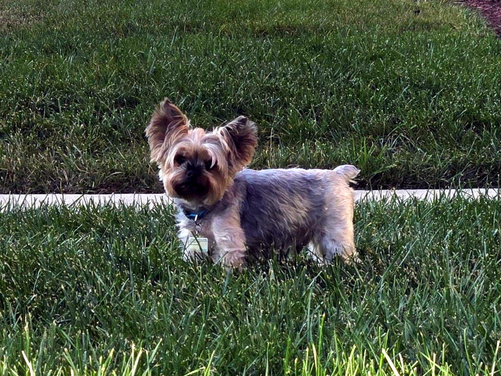 Henry Kamichoff: images/uusd87cuijxdcujd.jpg